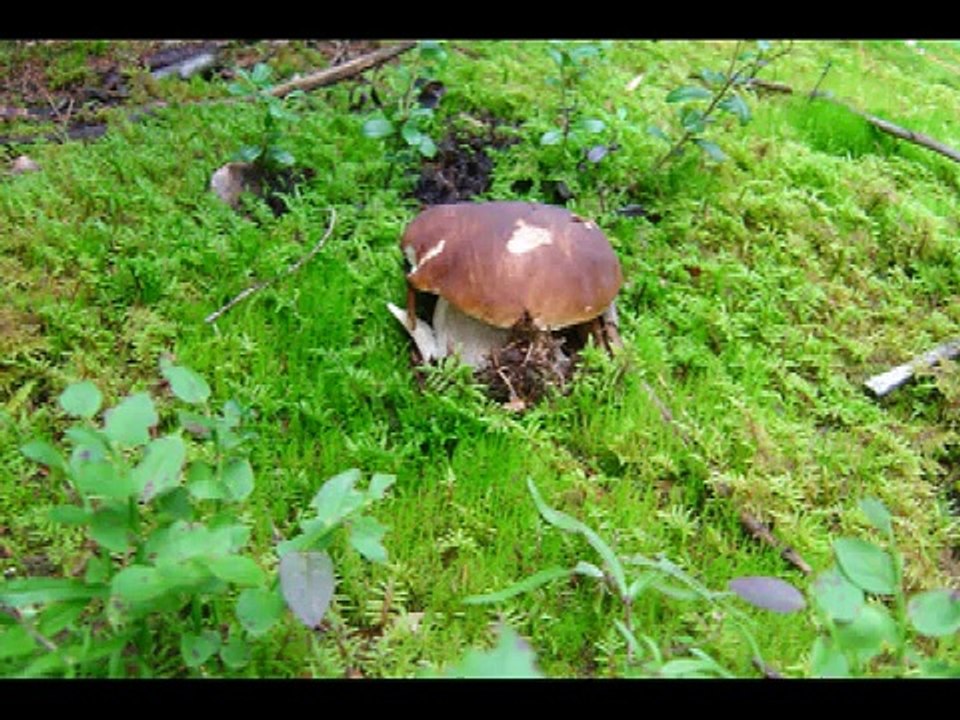 Funghi Porcini in Norvegia (Boletus edulis). Mushrooms in Norway