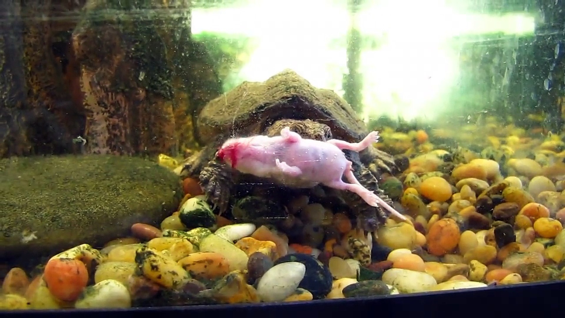 Alligator Snapping Turtle Eating Mice