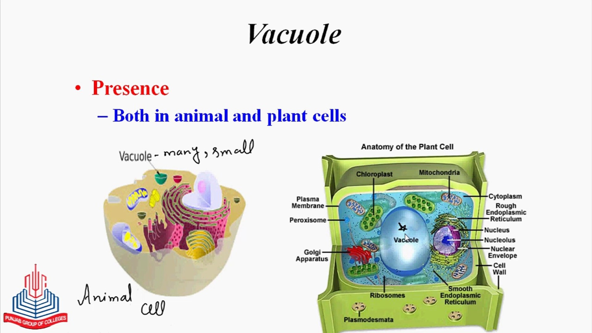 Vacuole Of A Plant Cell
