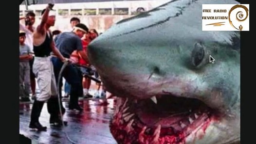 Megalodon Sighting Confirmed STILL ALIVE!! Enormous Monster Shark