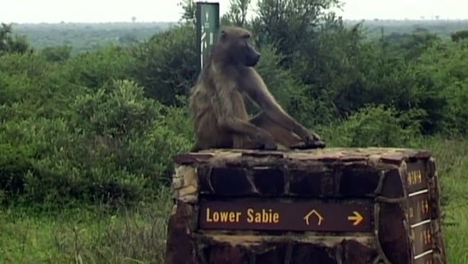 Baboons Abuse Newborn Baby. video dailymotion