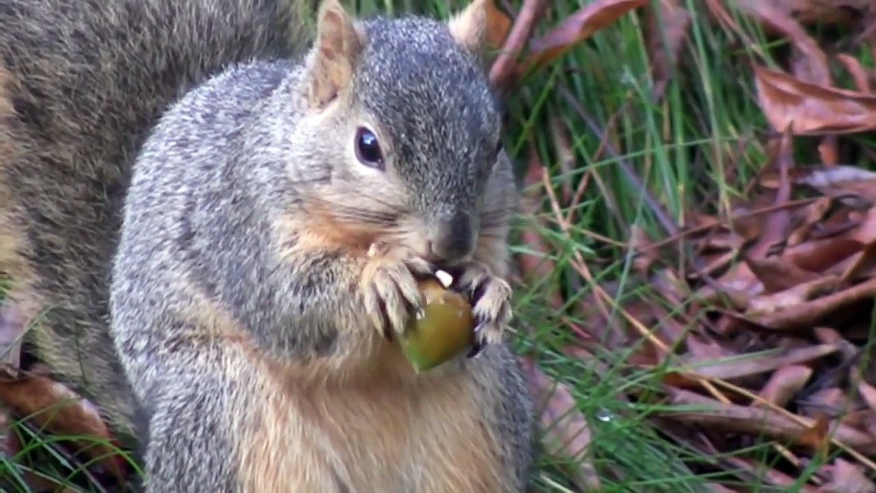 Squirrel Eating Acorn video Dailymotion