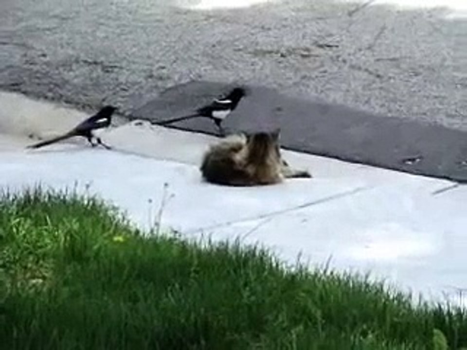 Magpies attacking cat video Dailymotion