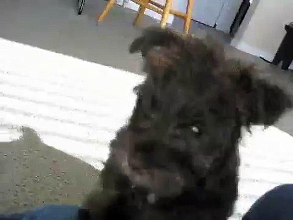 Cute Wauzer Puppies For Sale Australia l2sanpiero