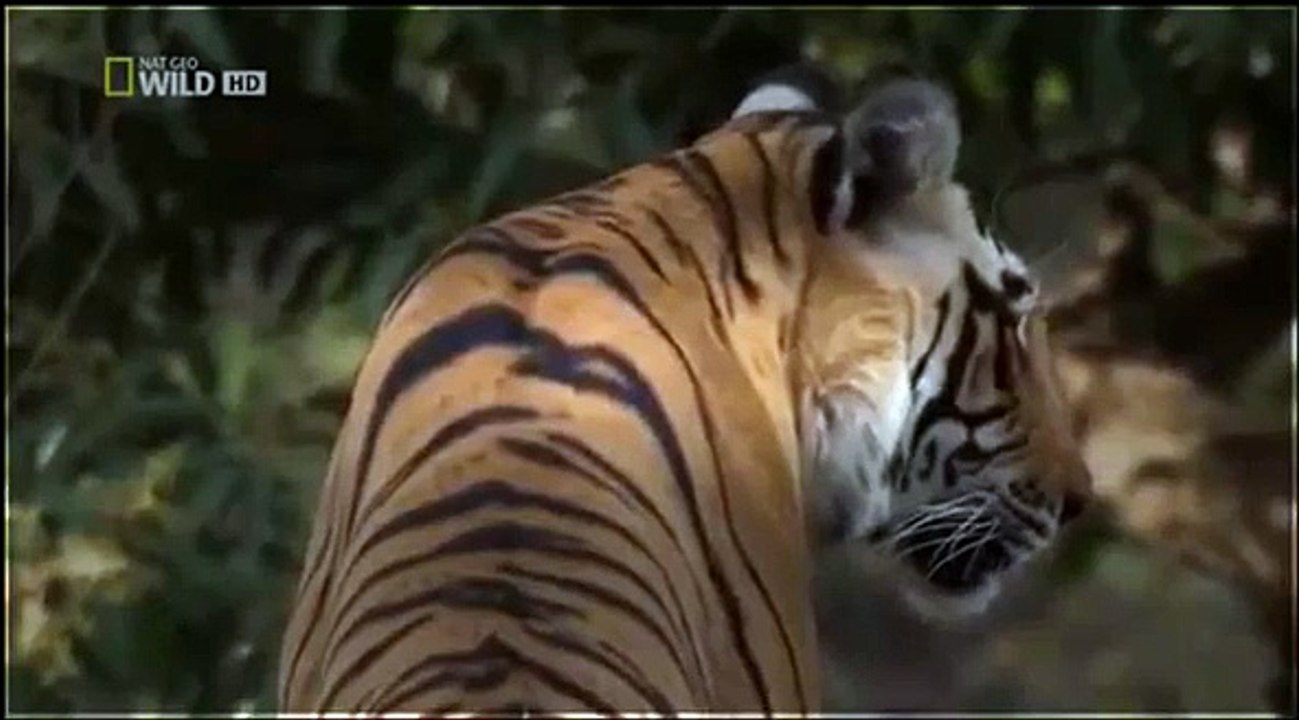 Discovery Wild • Tigers Revenge 2015 • Discovery Wild Animal Documentary video Dailymotion