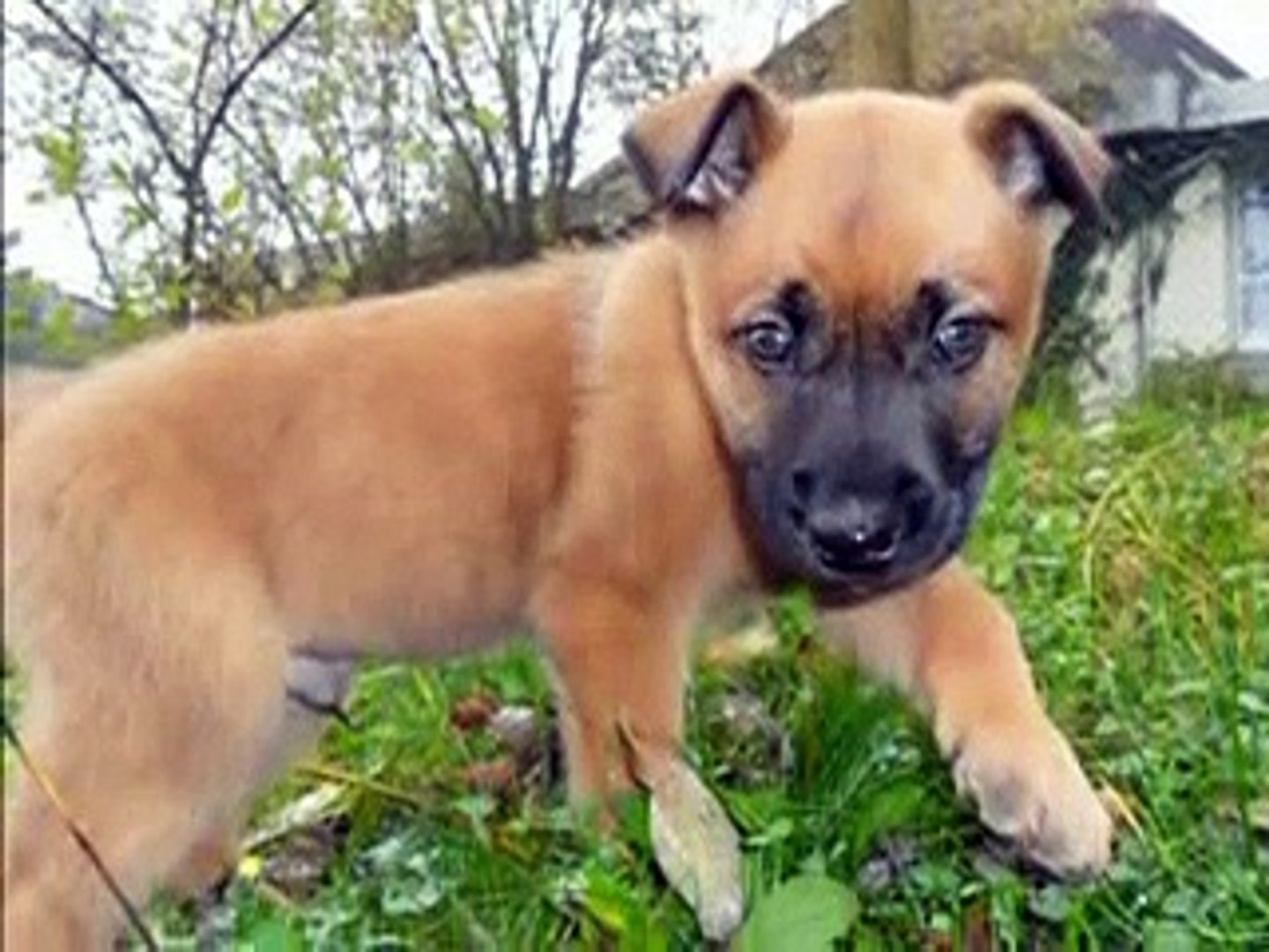 [Le plus préféré] bébé malinois 2 mois 215812Chiot
