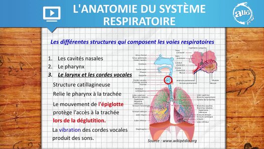 Allô prof L'anatomie du système respiratoire video dailymotion