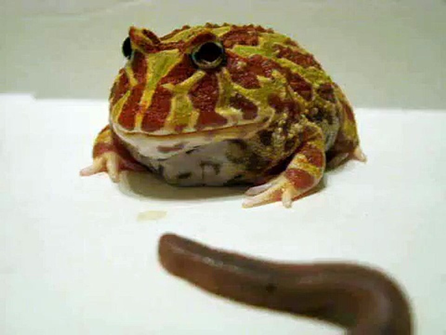 Five Little Speckled Frogs (ABCkidTV) Nursery Rhymes