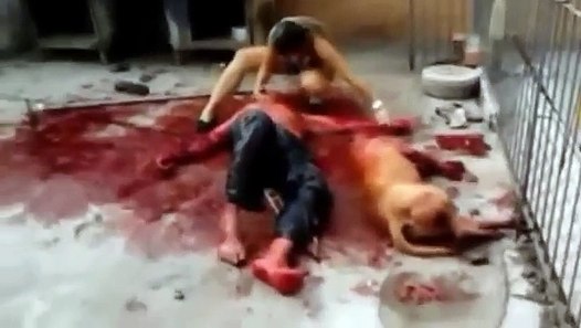 Ataque de pitbull Em Curitiba SEM CORTES video dailymotion
