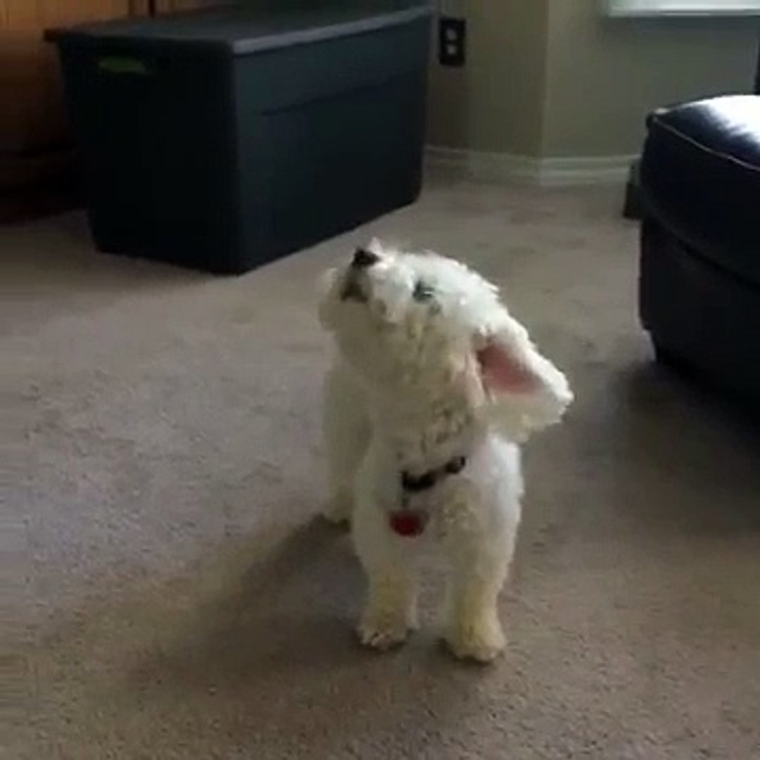 pozie Quincy Vine Dog Breed
