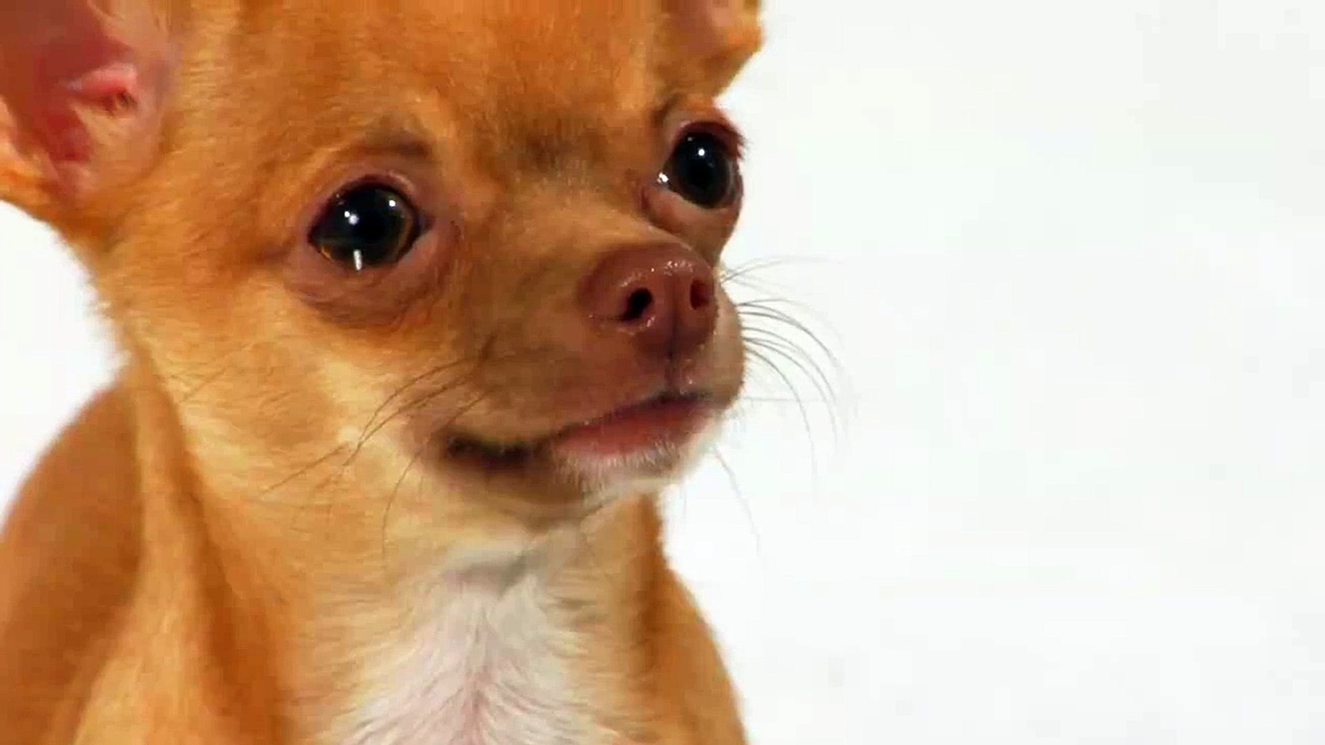 Funny Crying Animal Images