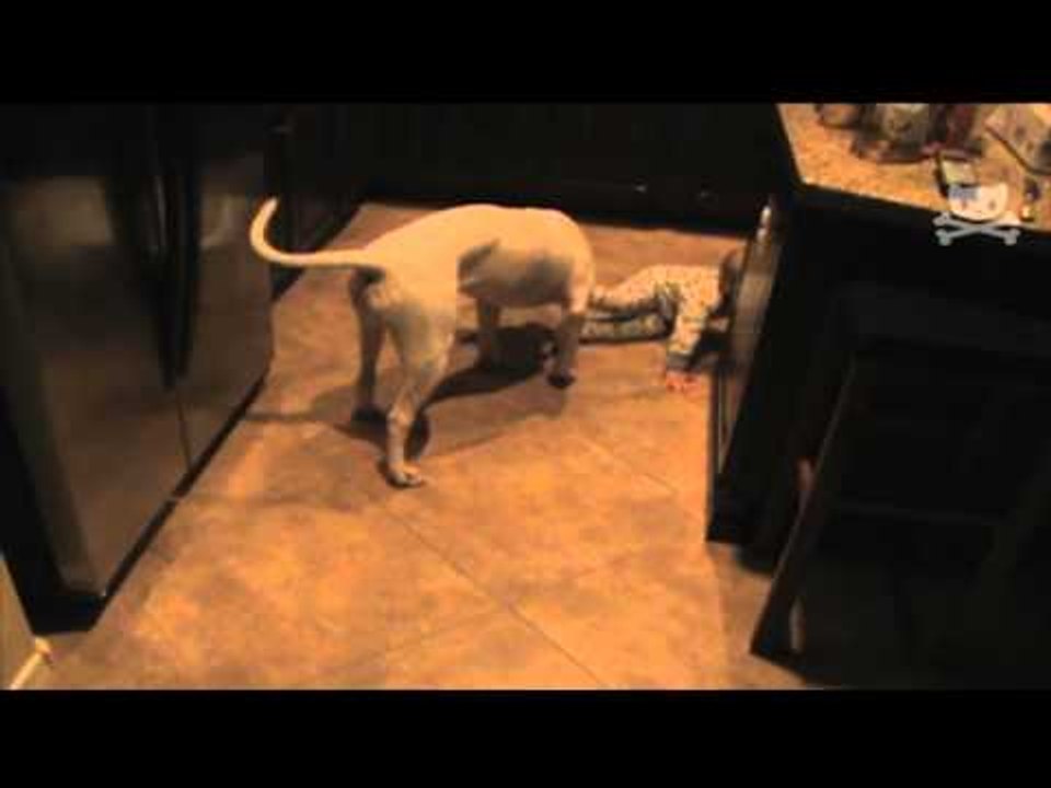 Bouncer Dog Removes Unruly Baby video Dailymotion