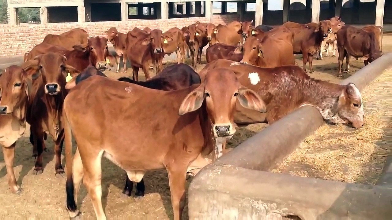 Cow farm in Pakistan (Syed Abbas Ali Shah Farms) video Dailymotion