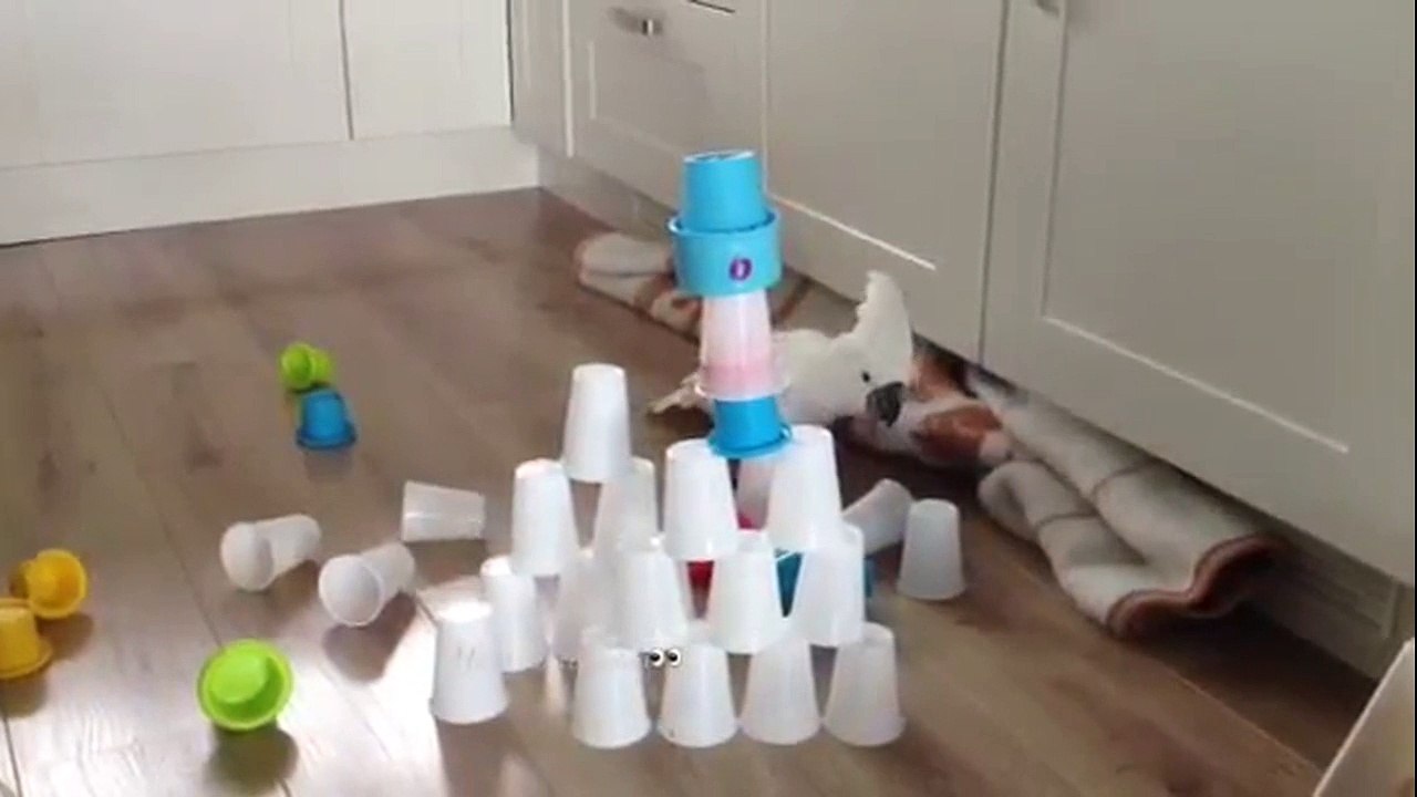 Cockatoo attacks cup pyramid in kitchen video Dailymotion