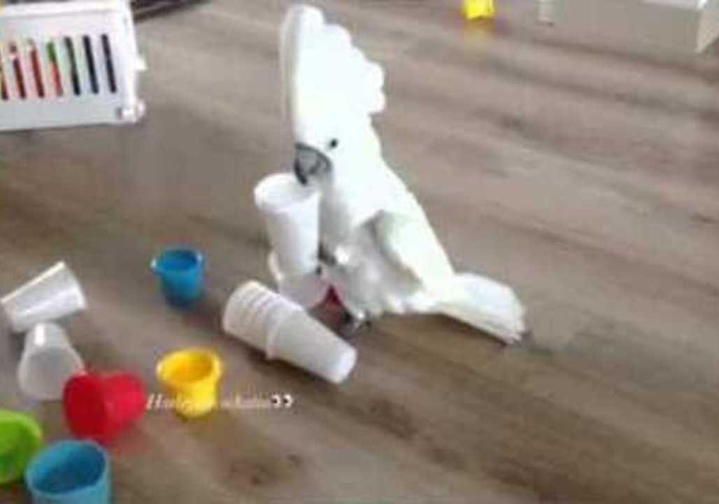 Cockatoo Shows Cups Who's Boss video Dailymotion