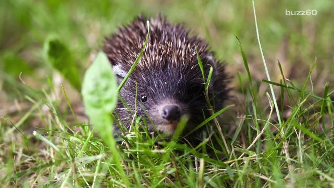 Hedgehogs are now legal pets in Arizona video Dailymotion