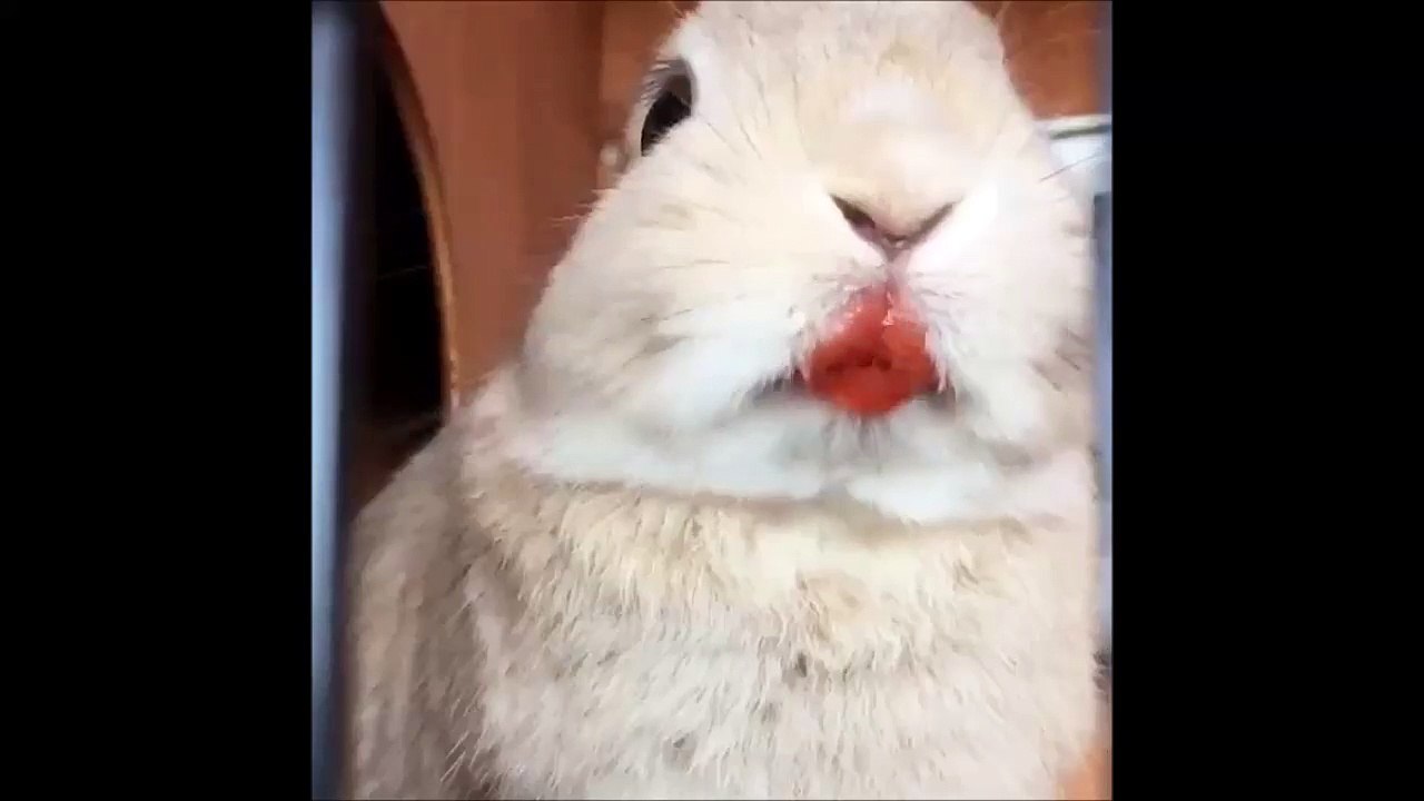 Un lapin trop mignon mange des fraises... Vidéo Dailymotion