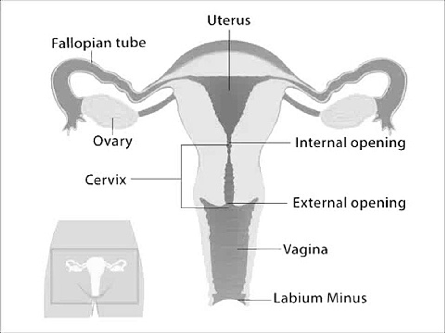 How To Find Out A Girl Is Virgin Impactbelief10