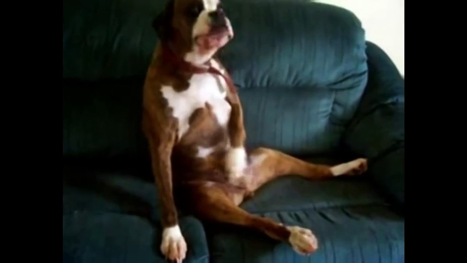 Lustige Tiere Gifs 150 Animierte Bilder Zum Aufheitern