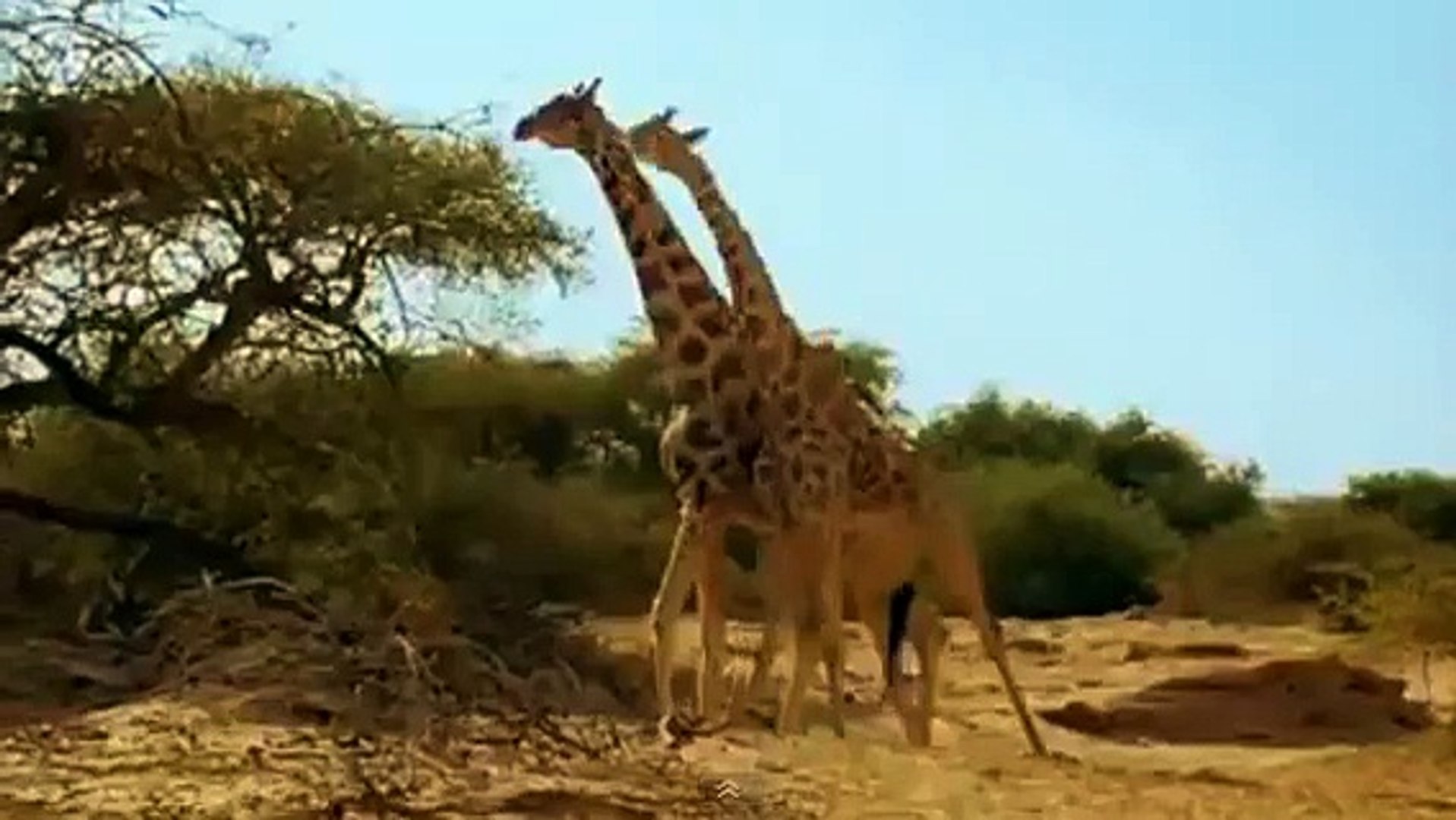 21+ Gambar Kartun Buaya Vs Singa Koleksi Kartun