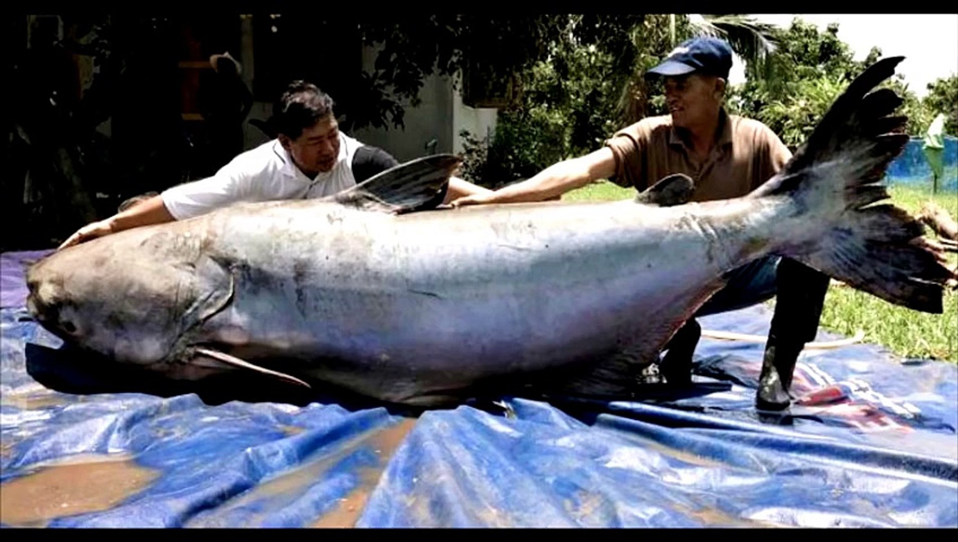 Le Plus Gros Poisson Du Lac Leman