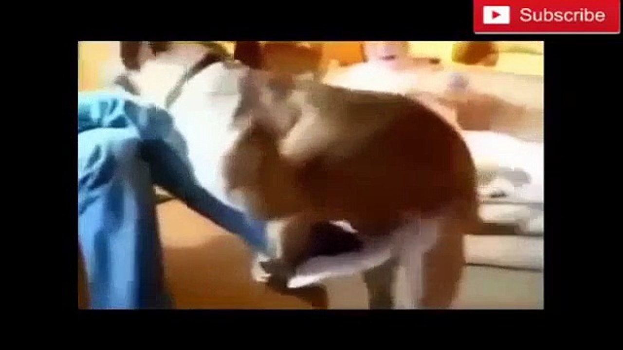 Dogs Mating Like Humans Funny Animals Compilation Dailymotion Video