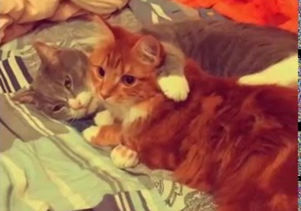 Cute Cats Love to Cuddle video Dailymotion