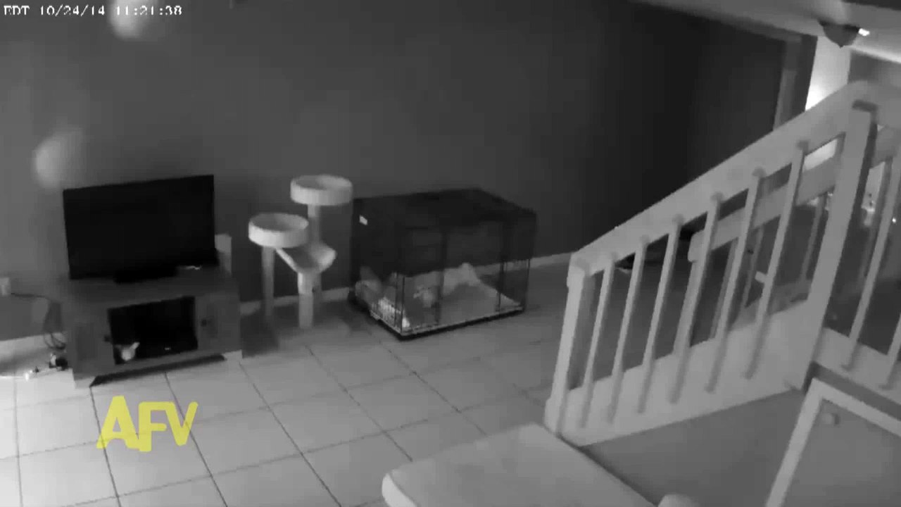 Paranormal Activity 6 video Dailymotion