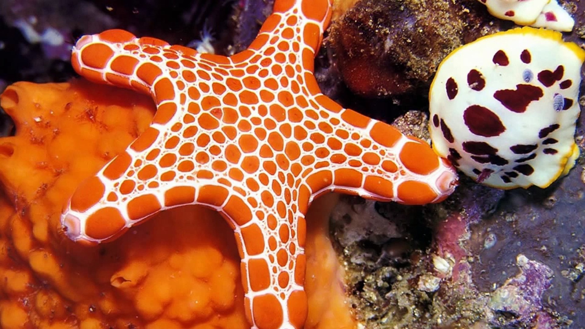 Colorful Sea Creatures