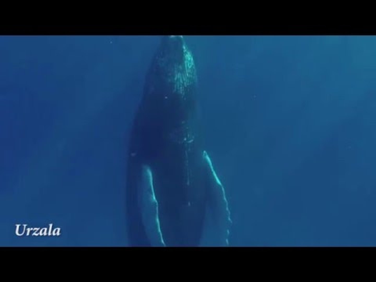 Whales Sleeping Vertically
