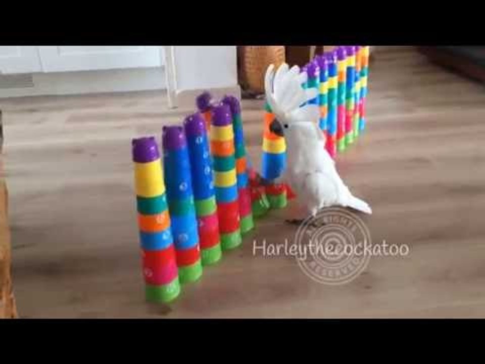 Rampaging Cockatoo Destroys Plastic Cup Towers video Dailymotion
