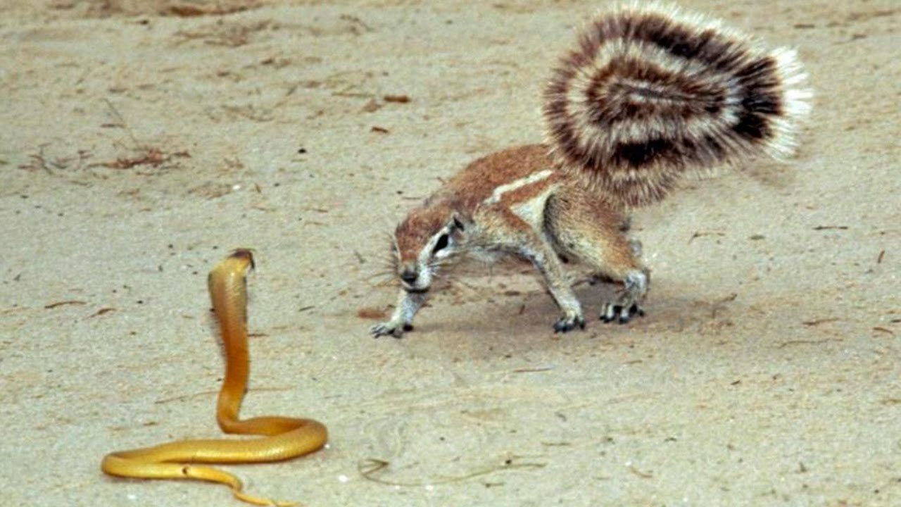 Animal Real Fight Squirrel vs Snake video Dailymotion