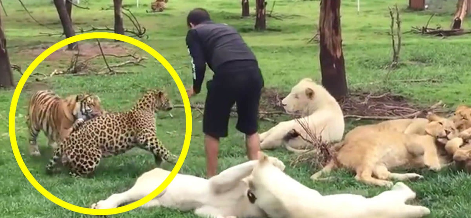 Un tigre sauve un homme de l'attaque d'un léopard Vidéo