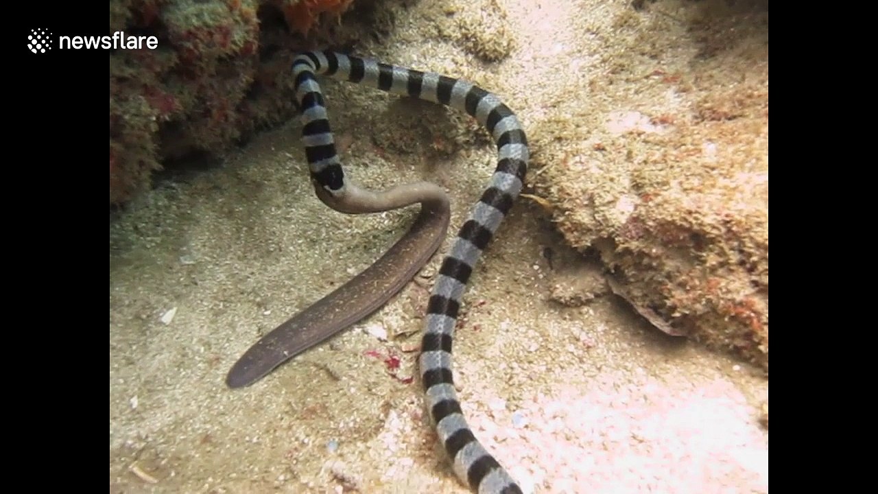 Sea snake eats moray eel video Dailymotion