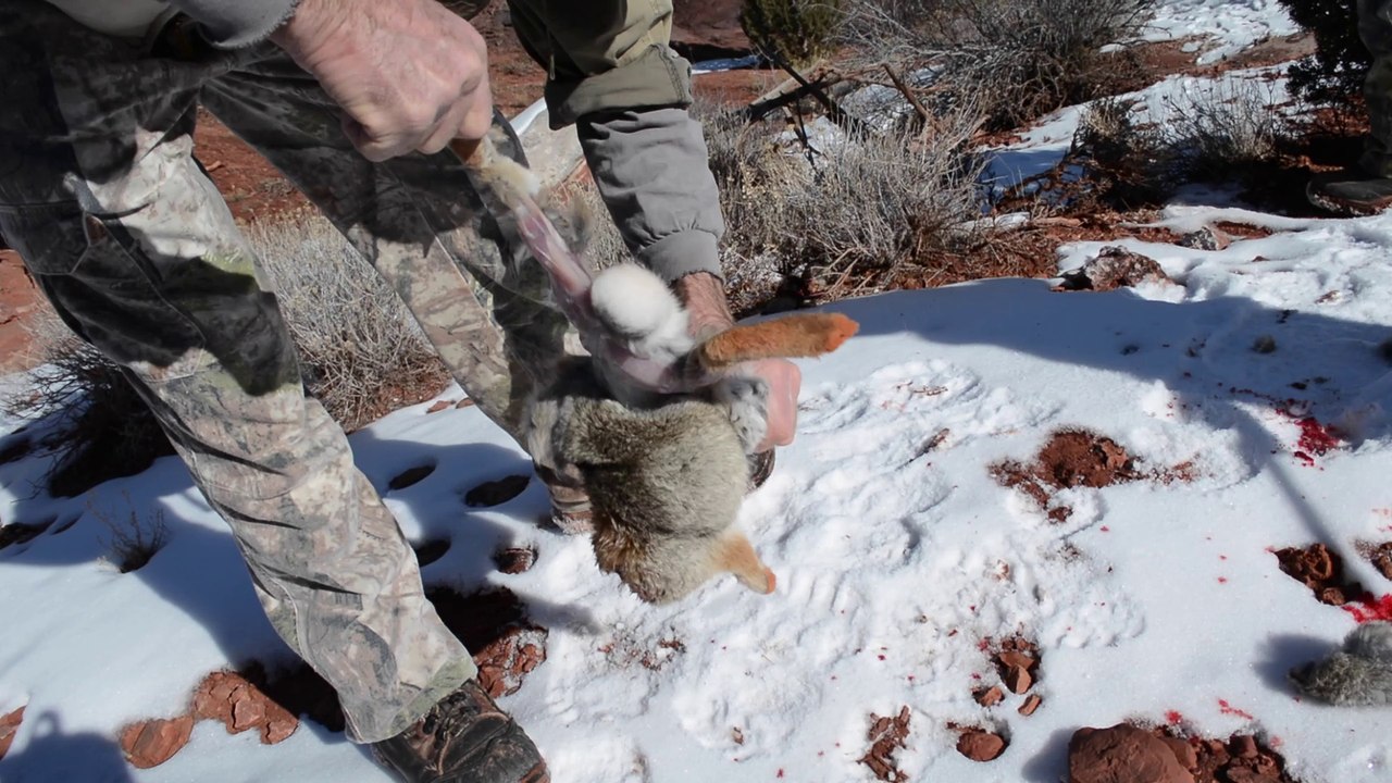 How to Field Dress a Rabbit (in 79 Seconds) video Dailymotion