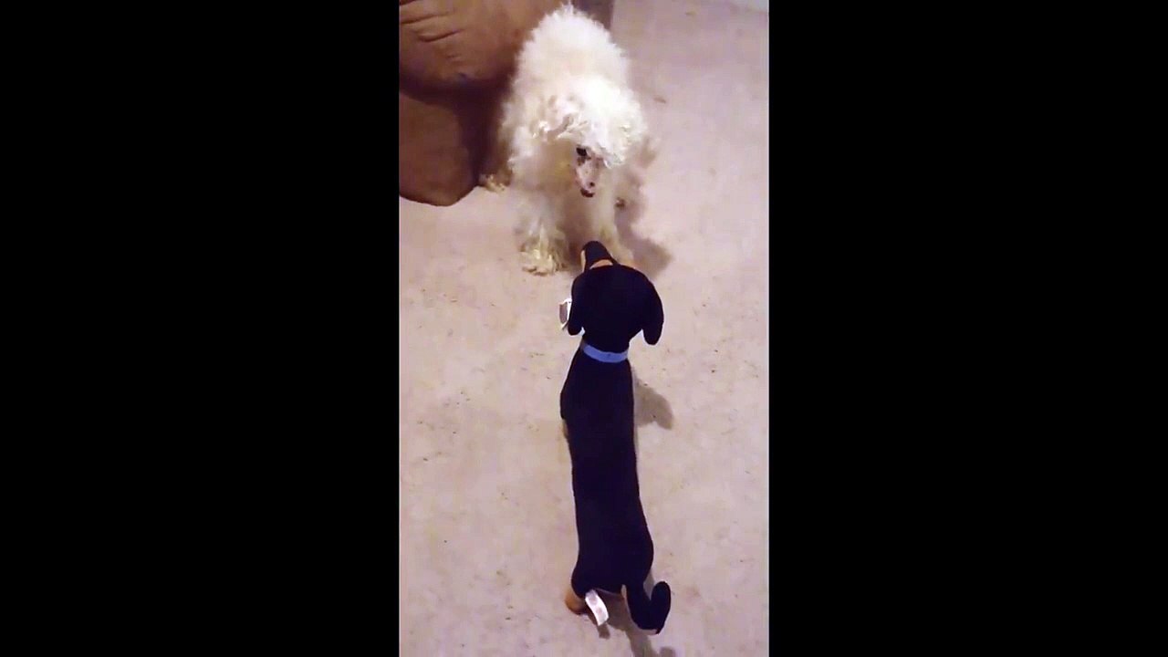 Dog Thinks Stuffed Animal Is Real4psefgBYuI Video Dailymotion