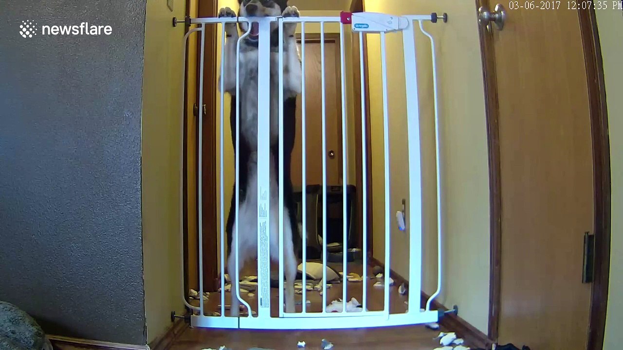 Clever dog know how to open baby gate video Dailymotion