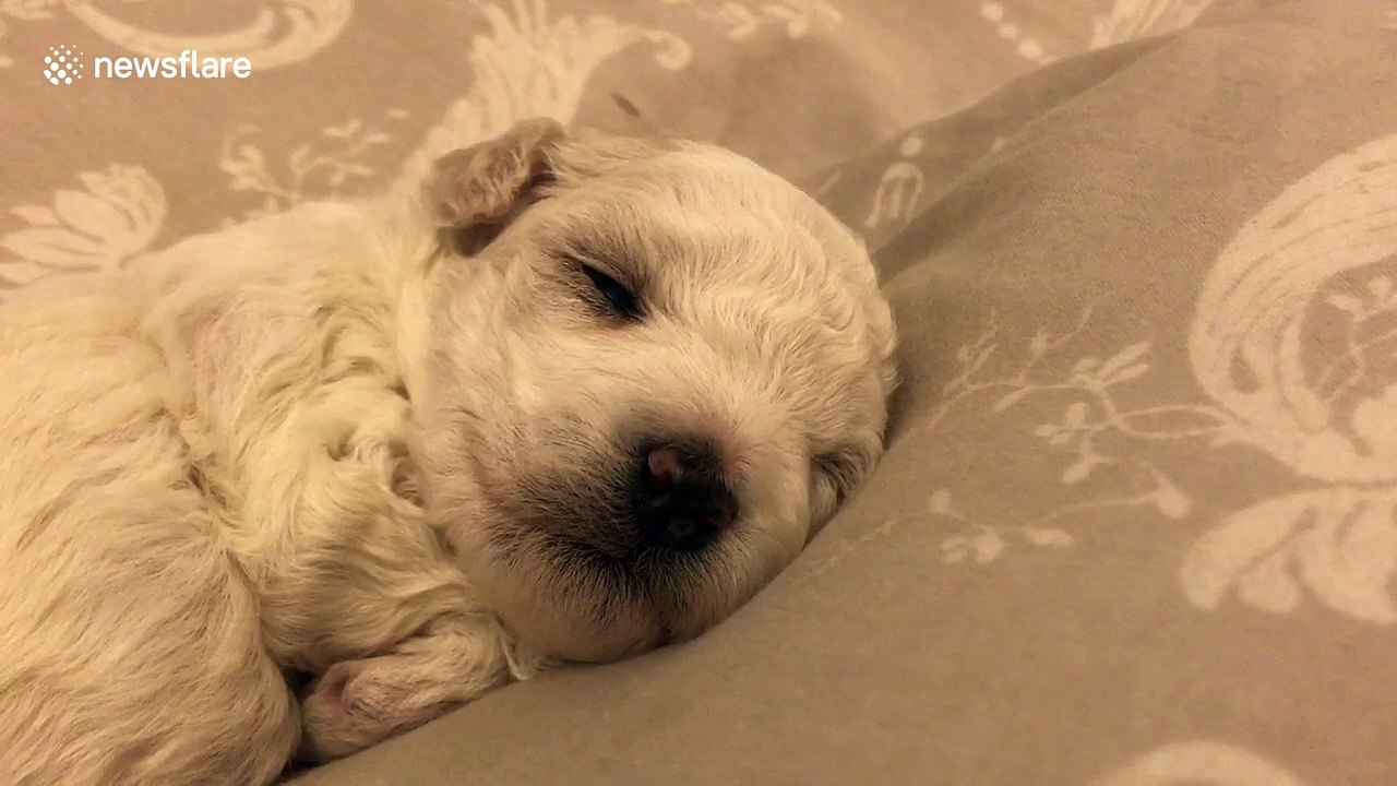 Just a twoweekold puppy sleeping video Dailymotion
