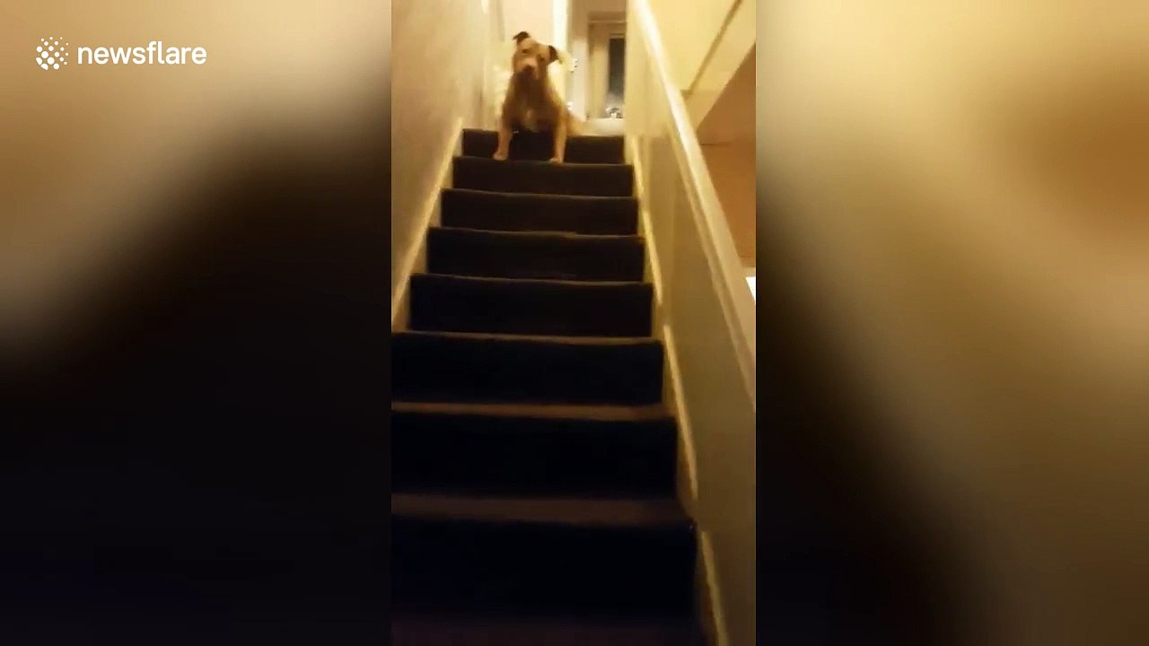 Dog slides down stairs on his stomach video Dailymotion