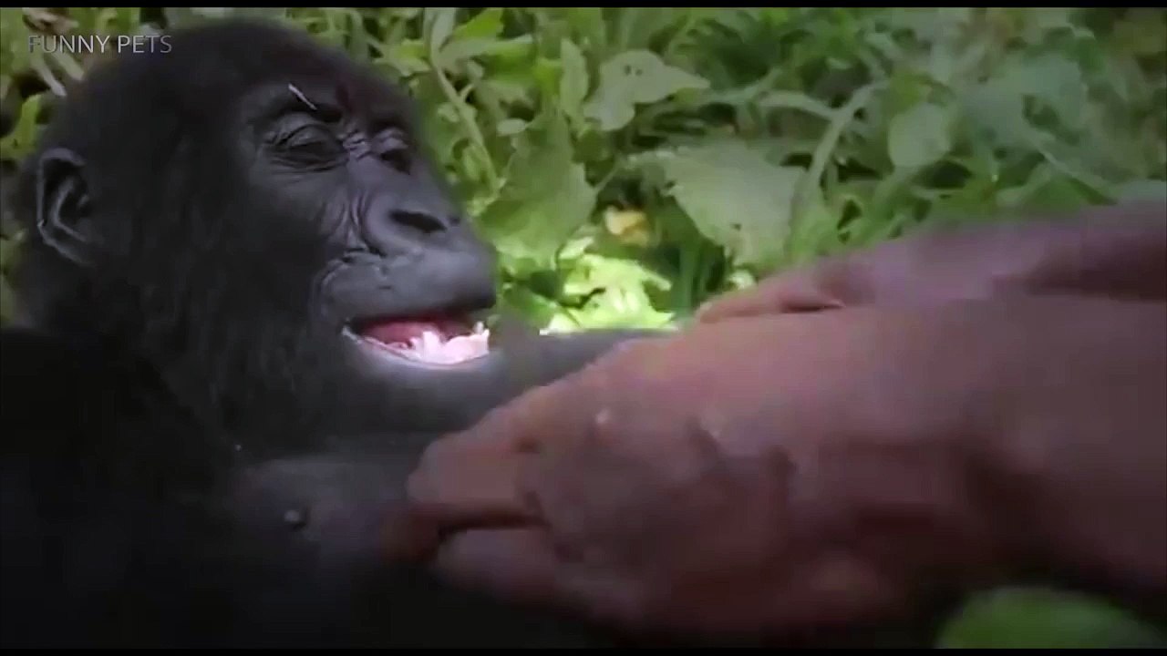 Quand quelqu'un chatouille un gorille !! LOL Vidéo