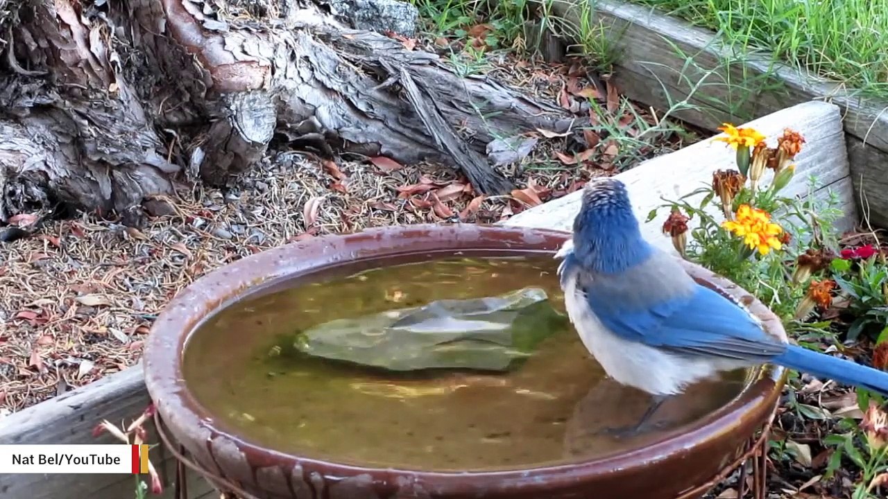 Some Birds Hold 'Funerals' When One Of Their Own Passes video Dailymotion