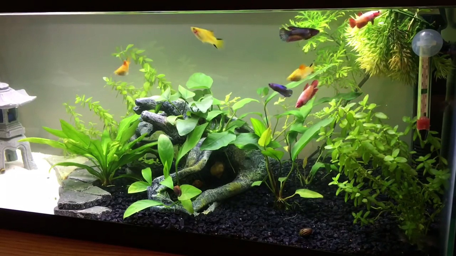 Betta Sorority Tank Care, Feeding And Tank Mates