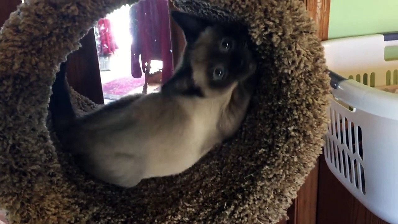 My sisters kitten spazzing out in his new cat tree! video Dailymotion