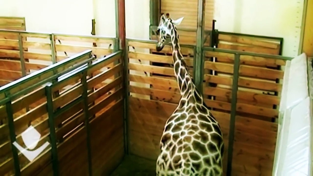 A Giraffe Love Story leads to Baby Giraffe Birth So Cute !!! video