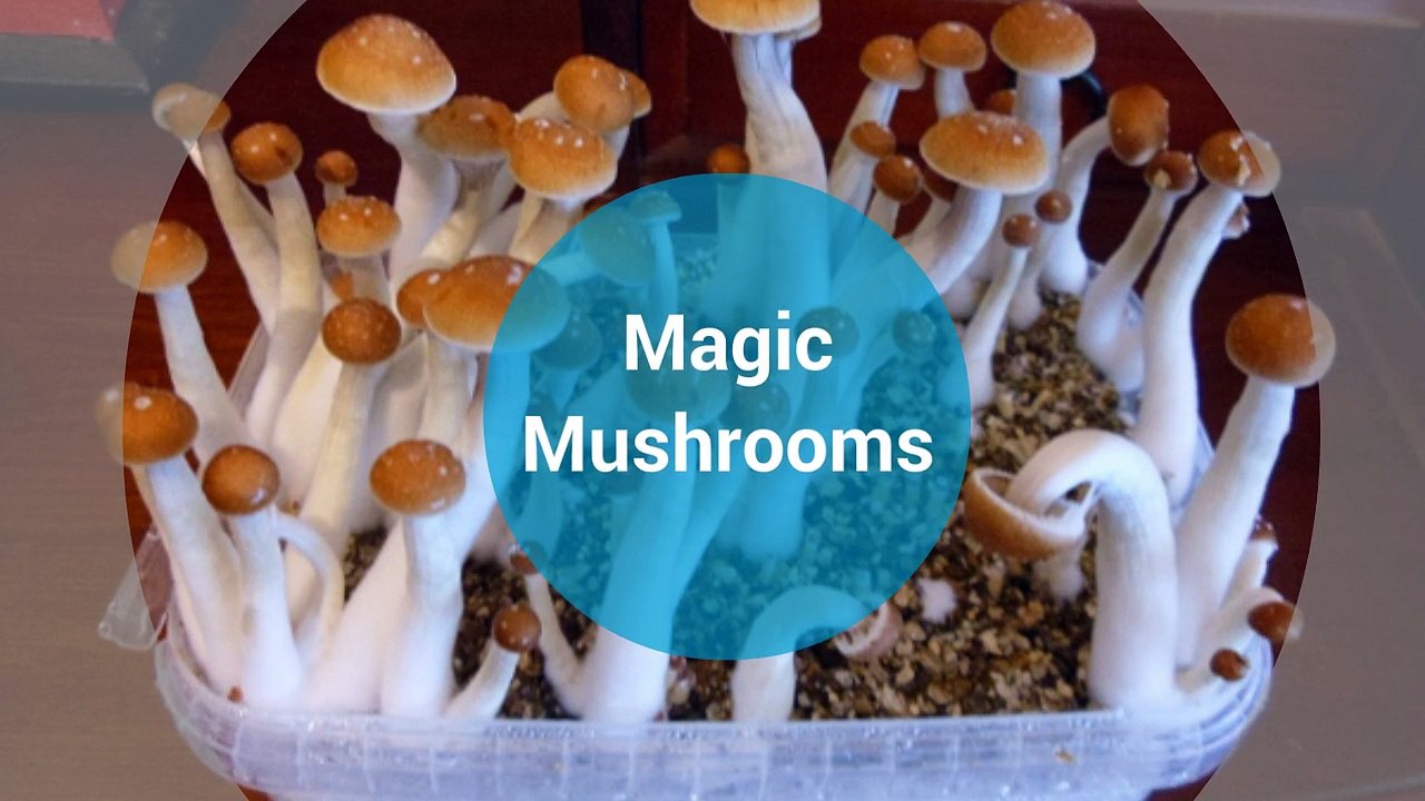How Long Do Shrooms take to Kick in? video Dailymotion