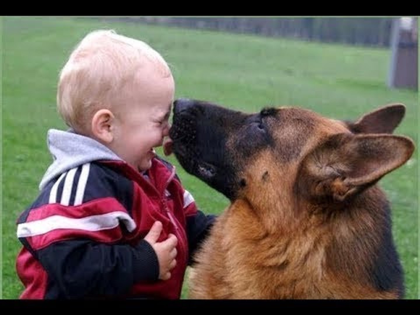 Are German Shepherds Good With Kids And Babies