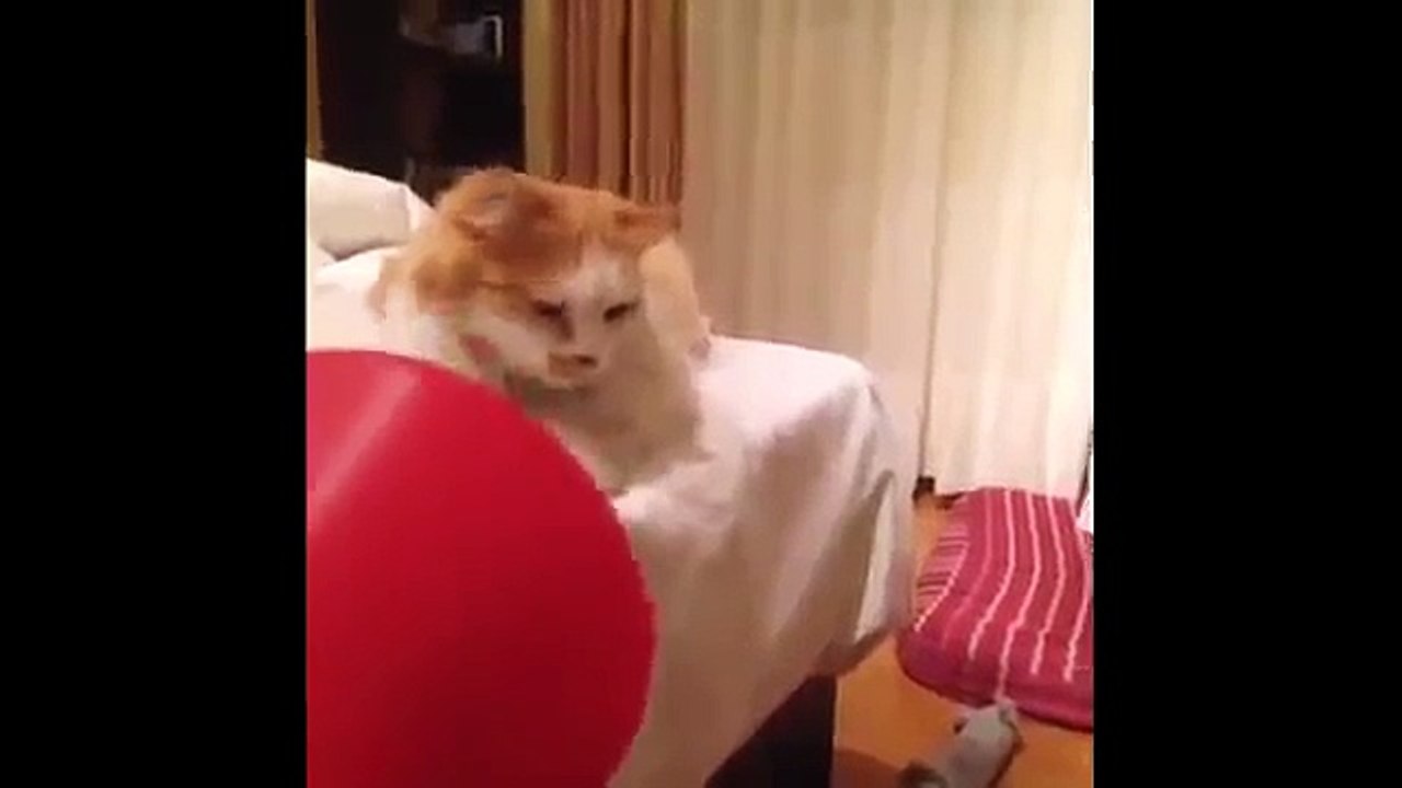 funny cat pranks videos 'funny cat reaction to fart' that will make you