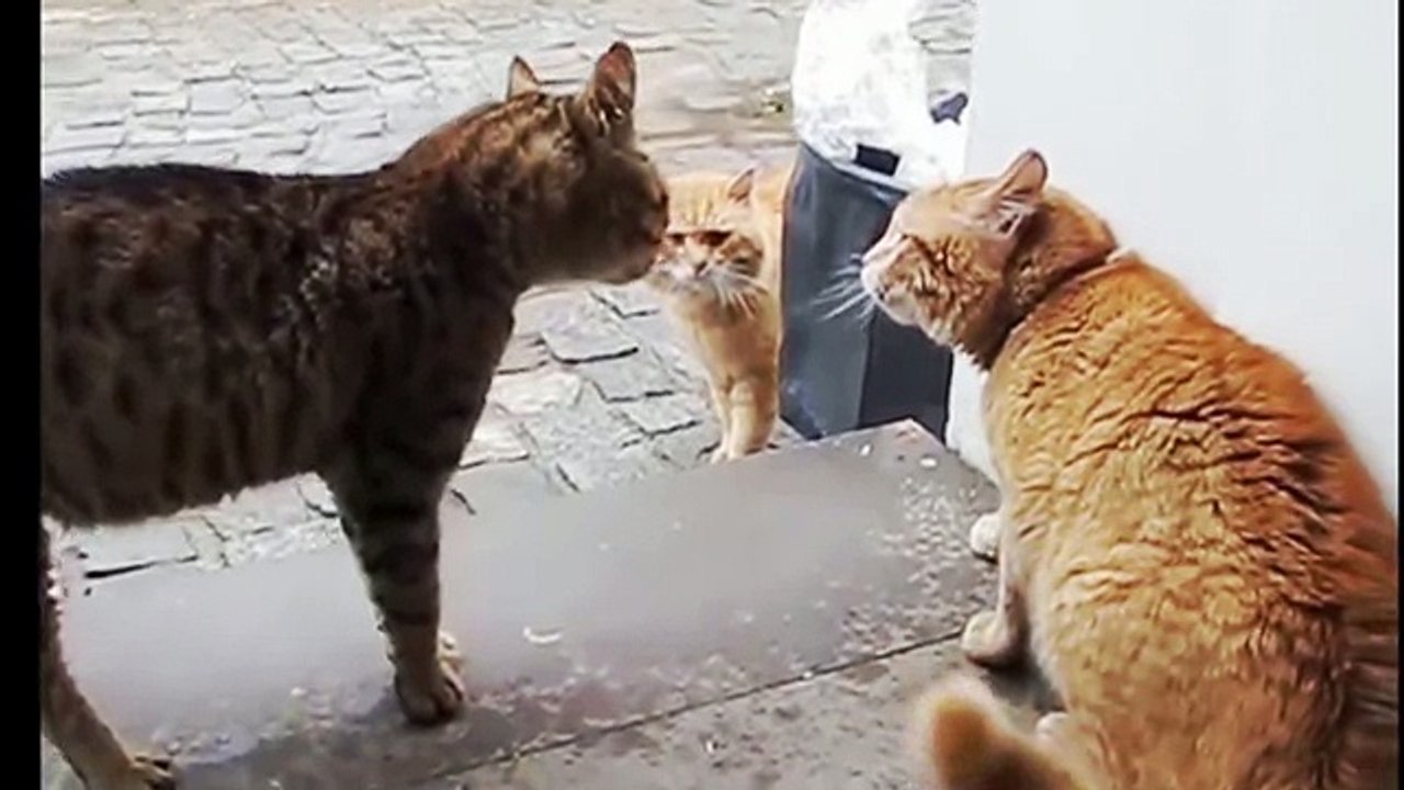 Cute pets, funny cat fight sound and play compilation video video