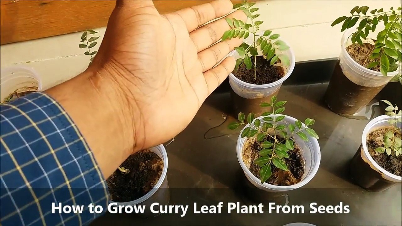How to Grow Curry Leaf Plant From Seeds (With Updates)sFN_azmwSB8