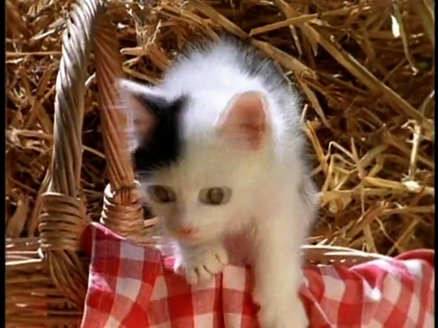 Baby Einstein Neighborhood Animals Cat paradetips